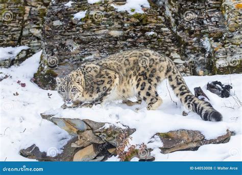 Snow Leopard Stock Photo - Image: 64053008