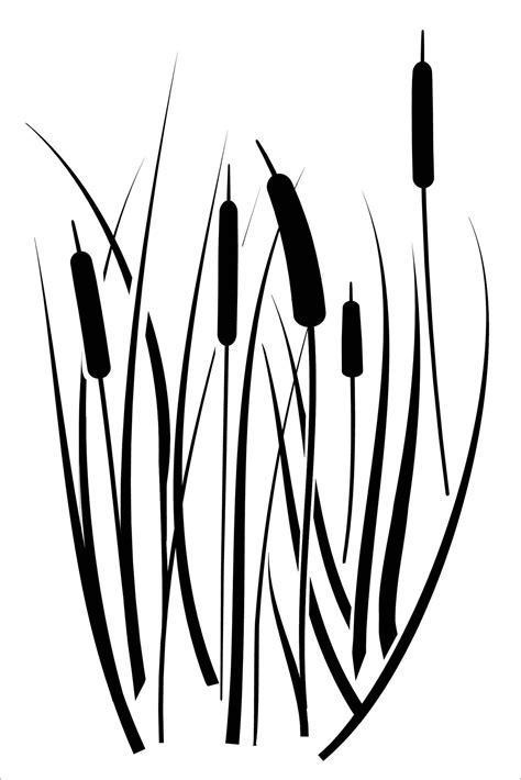 Cattail Drawing at GetDrawings | Free download