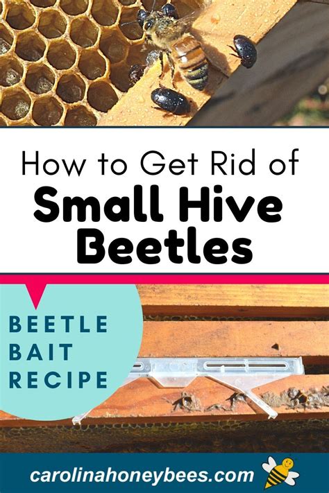 How to Get Rid of Small Hive Beetles - Carolina Honeybees | Backyard ...