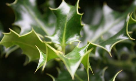 Holly leaves, photo file, #1366601 - FreeImages.com