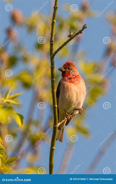 Common Rosefinch Scarlet Rosefinch Stock Photo - Image of poland ...