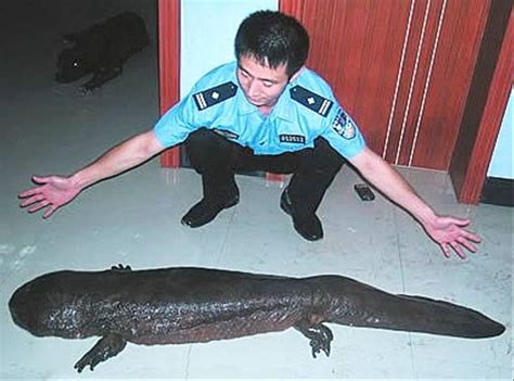 Salamandra Gigante: este bicho es un manjar en China - Periodista Digital