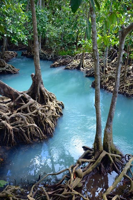 Mangrove Forests