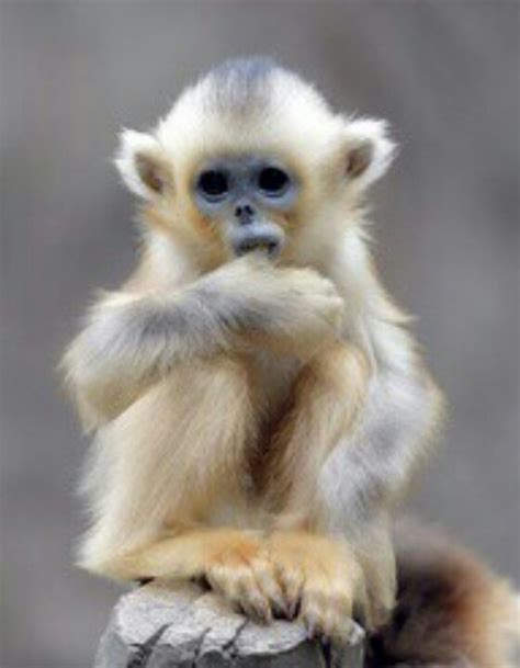 Baby Golden Snub-Nosed Monkey | ANIMALS GOD'S BEAUTIFUL CREATURES