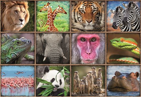 Puzzle Wilde Tiere Collage, 1 000 Teile | Puzzle-Mania.de