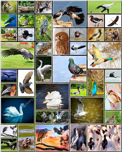 Collage de aves: fotografía de stock © DarioStudios #42980745 ...