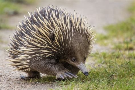 17 Extraordinary Echidna Facts - Fact Animal