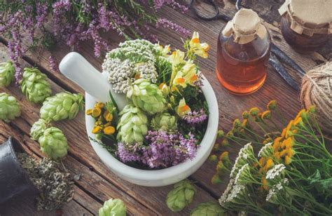 Nervine Herbs: What They Are And How They Can Help You - FocusHerb