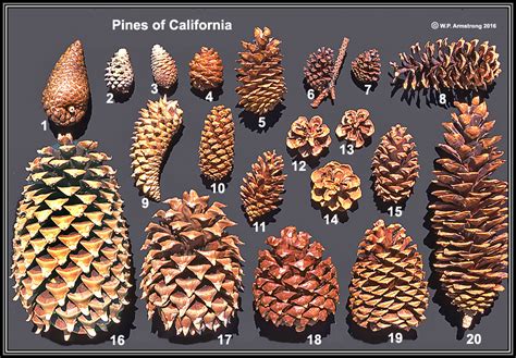 Western Red Cedar Cones | Hot Sex Picture