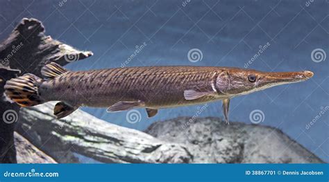 Shortnose Gar (Lepisosteus Platostomus) Stock Photo - Image: 38867701