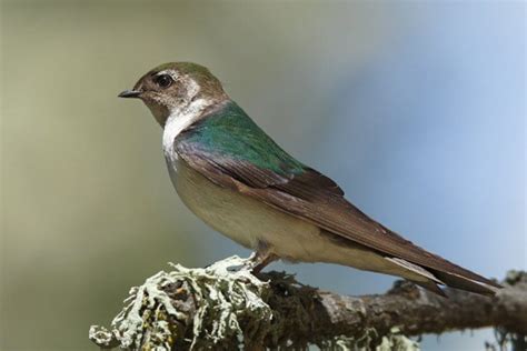 The Wildlife of Bryce Canyon National Park - Animals Network