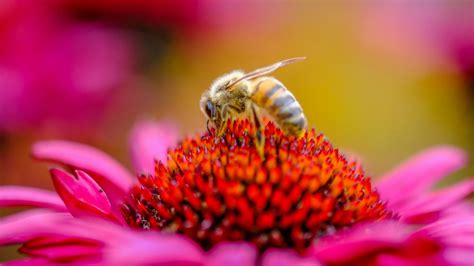 Honey bee - Macro photography - backiee