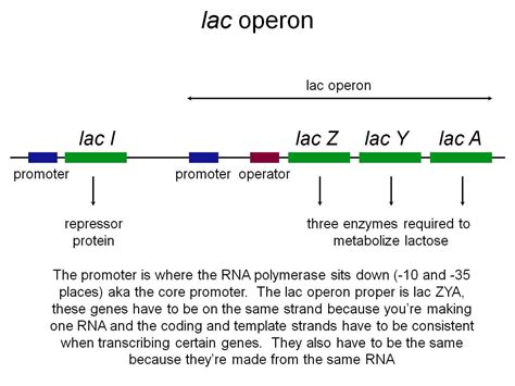 Lac Operon : Regulation of Gene Expression in Prokaryotes