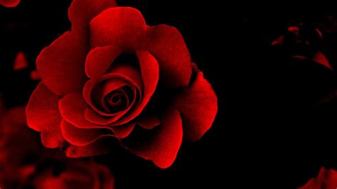 Red Rose with Black Background (42+ images)