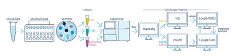 What is Cell Ranger for Immune Profiling? -Software -Single Cell Immune ...