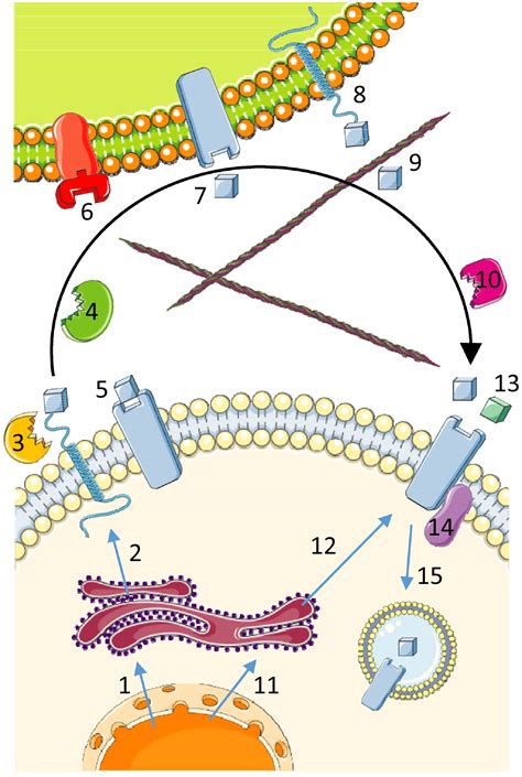 Autocrine Signaling in Cardiac Remodeling: A Rich Source of Therapeutic ...