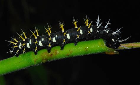 Spiky caterpillar | Madidi National Park, Bolivia | Art | Flickr