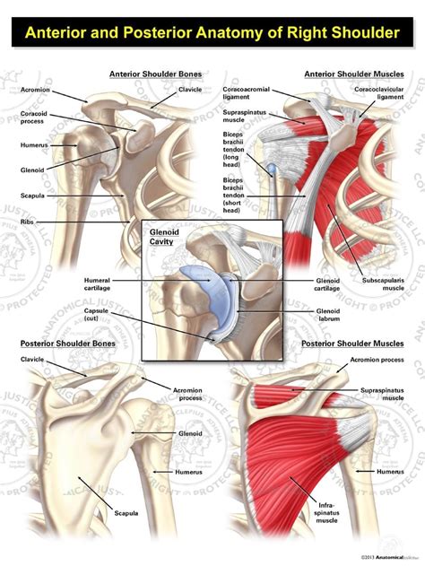 Anterior and Posterior Anatomy of the Right Shoulder