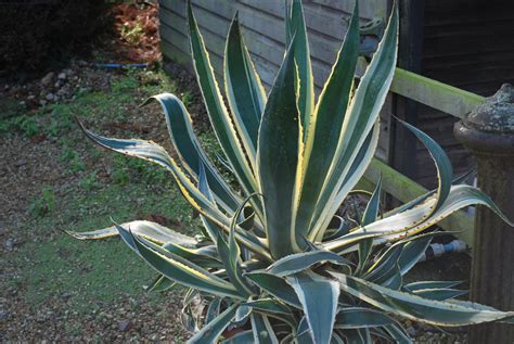 Agave Americana Variegata | Emerald Plants