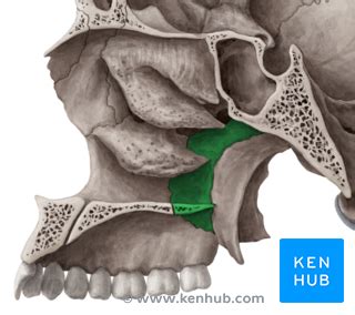 The Palatine Bone - Anatomy, Borders and Development | Kenhub