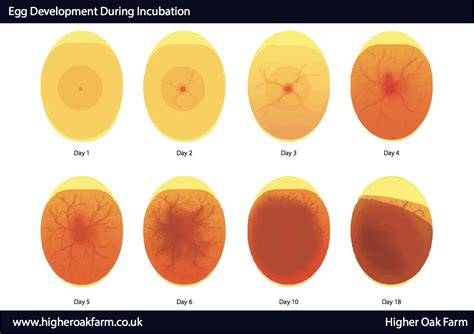 How To Tell If Your Eggs Are Fertile — Higher Oak Farm