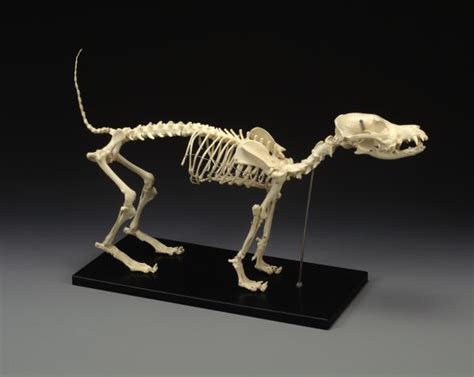 Canine Skeleton Standard Size Dog