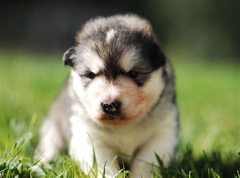 Alaskan Malamute puppy, puppies for sale in Ontario cost, price ...