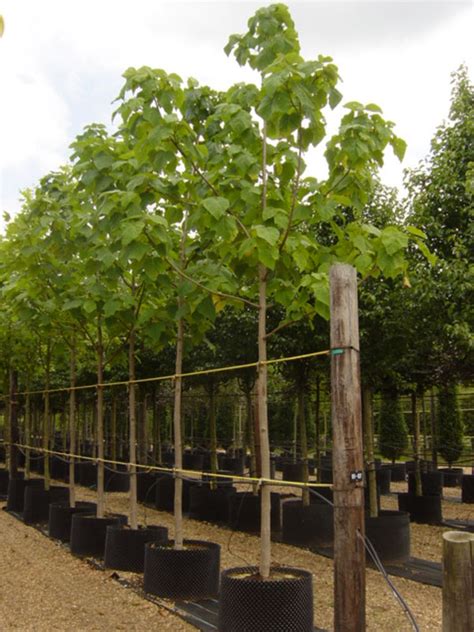 Paulownia tomentosa - Empress or Foxglove Tree - Deepdale Trees