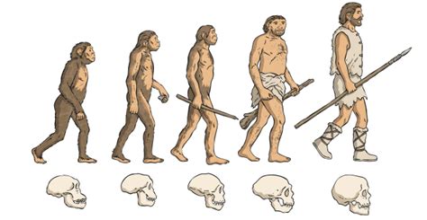 Timeline of Human Evolution | History & Science Wiki