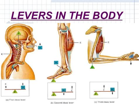 Muscle Levers.ppt