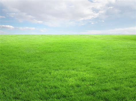 Summer Landscape With Grass Field And Photograph by Billnoll - Fine Art ...