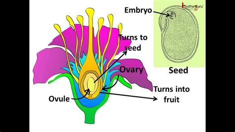 Science - Plants- Sexual Reproduction - Pollination, fertilization ...