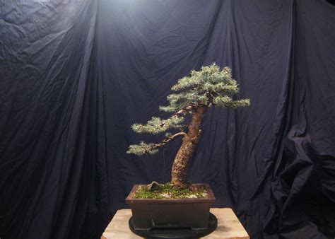 Spruce tree (2021) | Bonsai, Tree nursery, Blue spruce