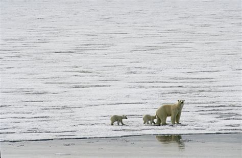 Focusing in on Polar Bear Habitat Loss Through a Media Lens - Beyond ...