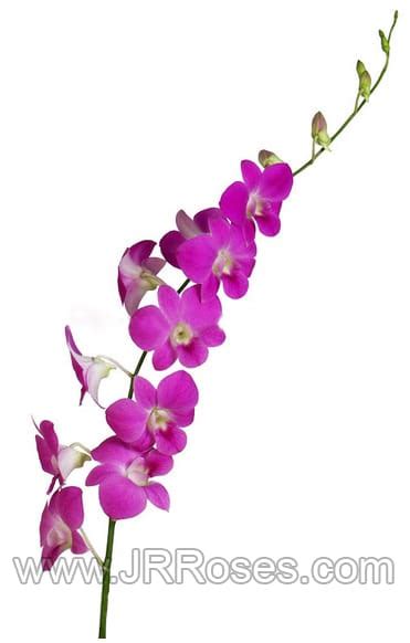 Pink Queen Dendrobium Orchid - buy wholesale flowers - JR Roses