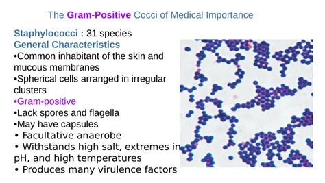 Gram Positive Cocci In Pairs And Clusters - cloudshareinfo