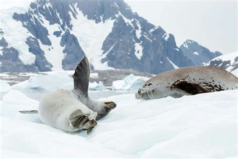 VIDEO: The 4 Types of Seals You'll Discover on an Antarctica Cruise