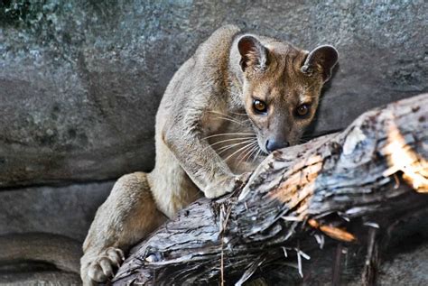 The fossa, Madagascar’s rare top predator, caught on camera - African ...