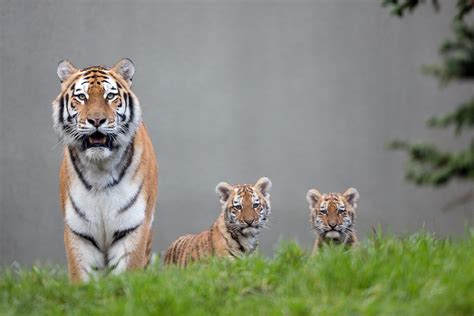 Dublin Zoo announce birth of two Amur tiger cubs and reveal they're ...