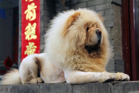 100+ Chinese Dog Names: Authentic & Charming Ideas (With Meanings) | Hepper