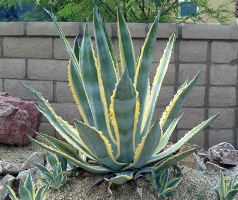 Agave Americana Marginata Variegated Century Plant Agave - Etsy