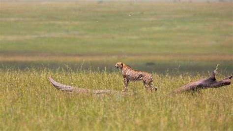 Keystone Species In The African Savanna - Pets Lovers