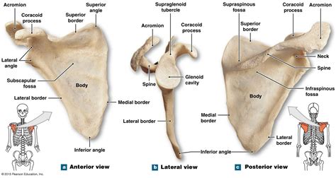 the right scapula | Human bones anatomy, Medical anatomy, Basic anatomy ...