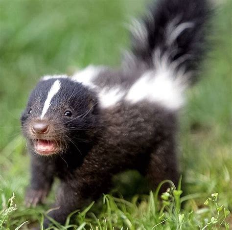 Baby skunk | Unique animals, Baby skunks, Funny