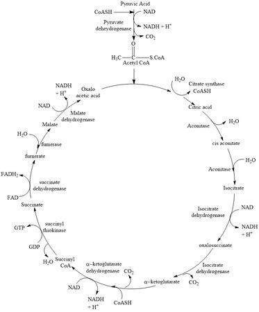 Krebs Cycle Steps For Dummies