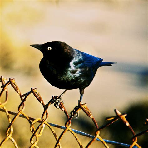 Bird's Eye Photograph by Eric Tressler - Fine Art America