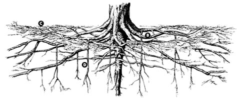 Roots of The Tree - JapaneseClass.jp