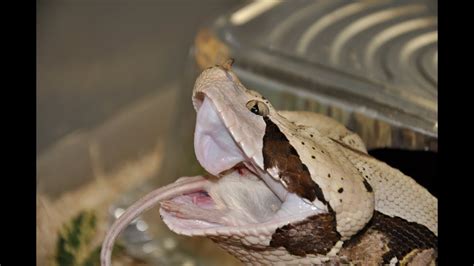 Gaboon Viper Bite (slow motion) Eating A Rat - YouTube