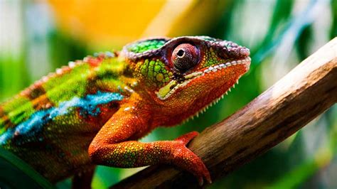 How Does a Chameleon Change Colors?