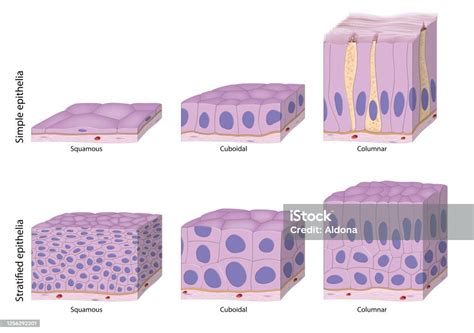 Types Of Epithelium Stock Illustration - Download Image Now ...